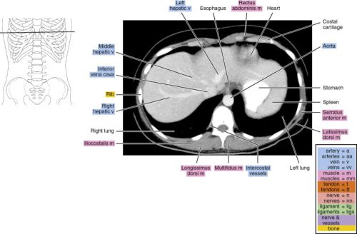 abdominal-01